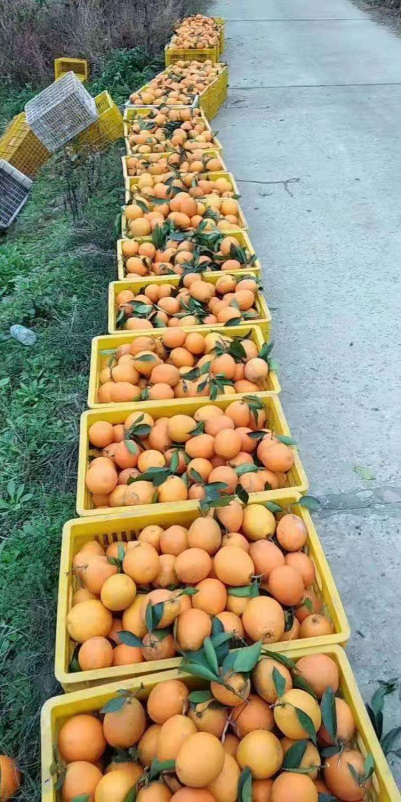 【精选】四川脐橙正在热卖中，果大皮薄基地直发保质保量对接