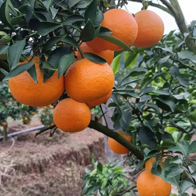 【精选】四川脐橙正在热卖中，果大皮薄基地直发保质保量对接