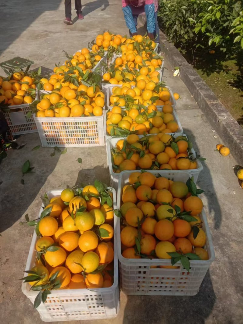 【精选】四川脐橙正在热卖中，果大皮薄基地直发保质保量对接