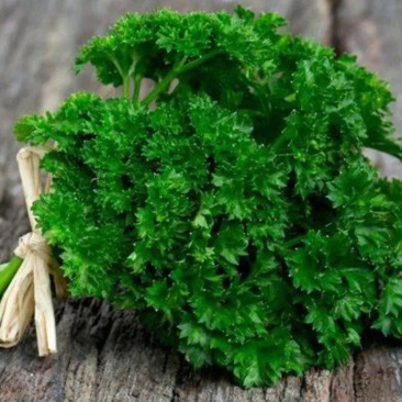 欧芹Parsley