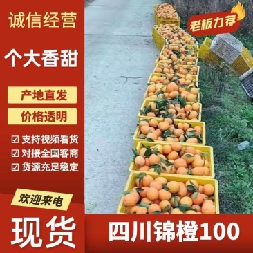 【推荐】锦橙100已经大量上市了，一手货源提供一条龙服务