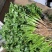 河北大叶香菜品质保障产地直发诚信经营实力货发全国