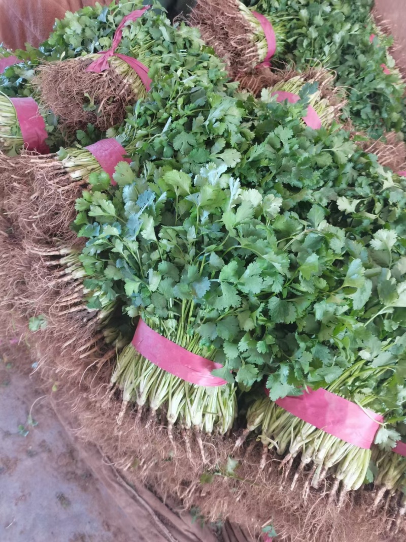 河北大叶香菜品质保障产地直发诚信经营实力货发全国