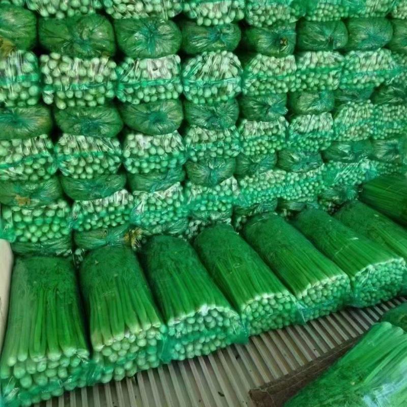 【全年供应】精品芹菜基地现采专业加工打包打捆实力代办