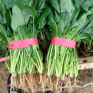 菠菜长期稳定供应