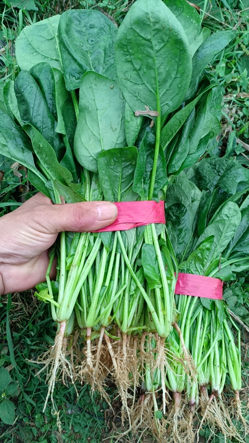 菠菜长期稳定供应