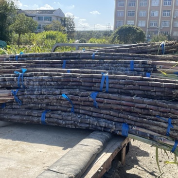 精品浙江黑皮甘蔗种植基地产地直发货量充足长期供应