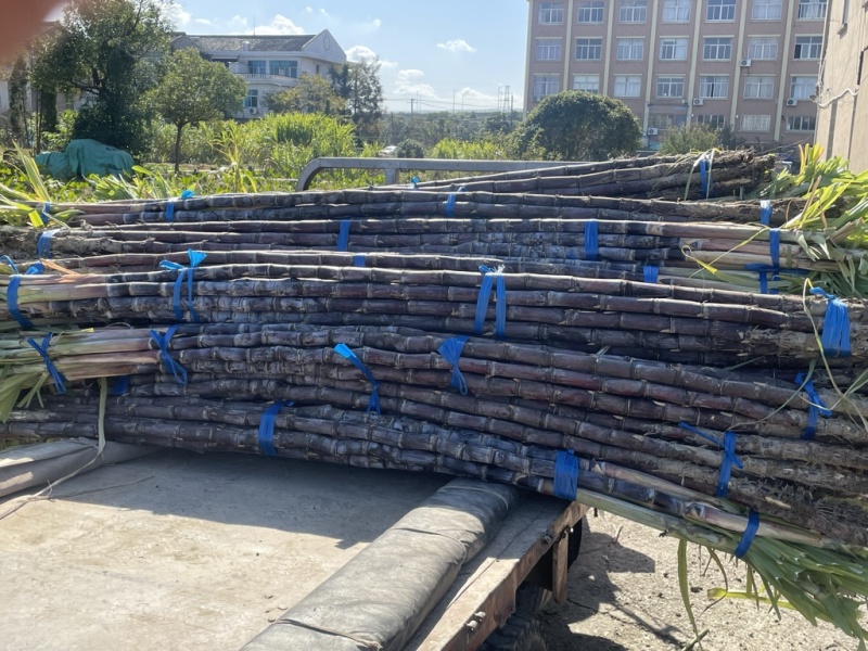 精品浙江黑皮甘蔗种植基地产地直发货量充足长期供应