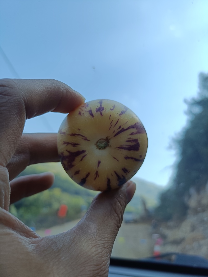 反季人参果清甜多汁水分特别多，电商，市场，团购量大从优