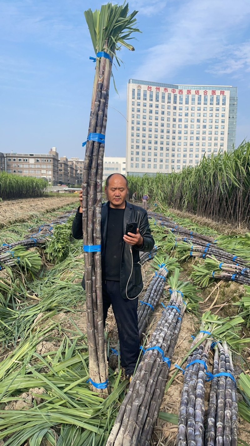 精品浙江黑皮甘蔗种植基地产地直发货量充足长期供应