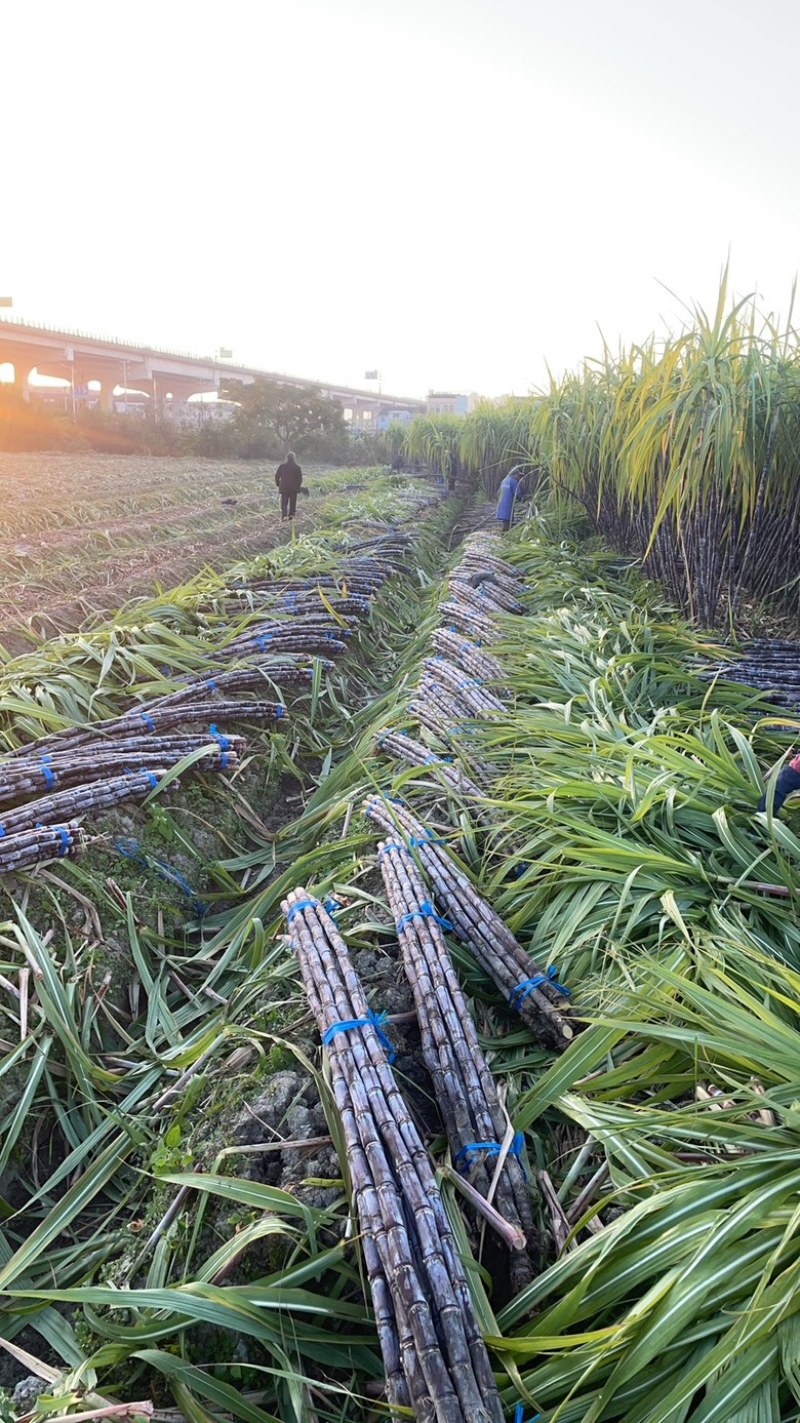精品浙江黑皮甘蔗种植基地产地直发货量充足长期供应