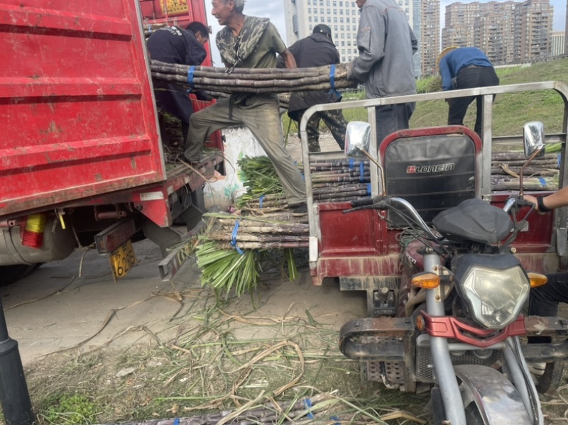 精品浙江黑皮甘蔗种植基地产地直发货量充足长期供应