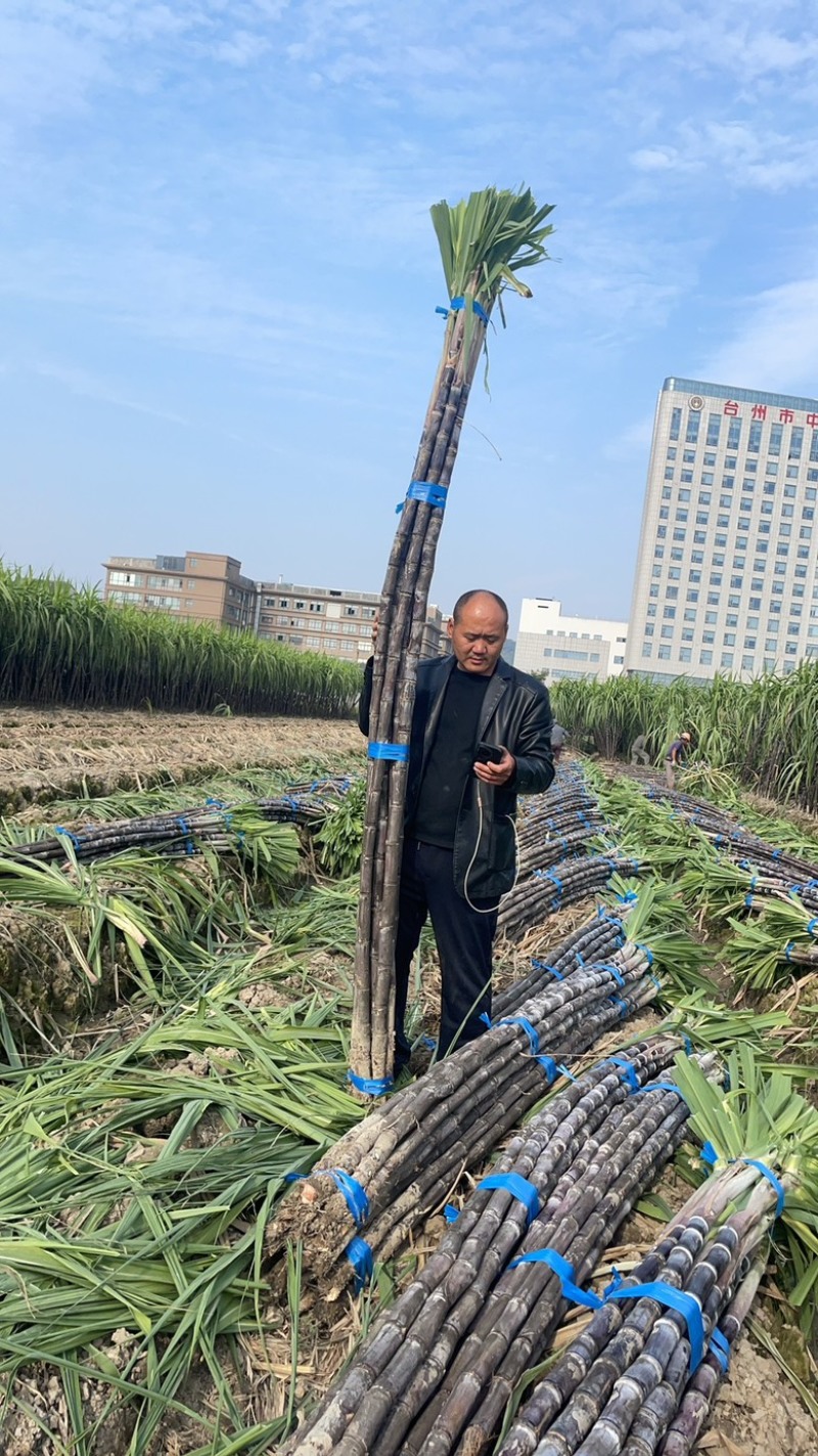精品浙江黑皮甘蔗种植基地产地直发货量充足长期供应