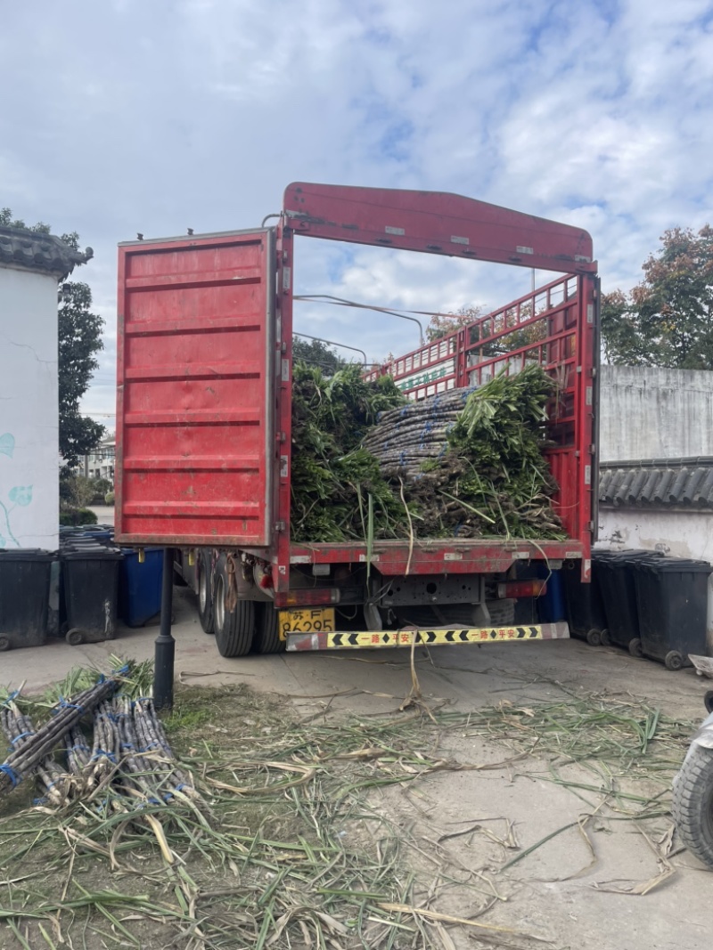 精品浙江黑皮甘蔗种植基地产地直发货量充足长期供应