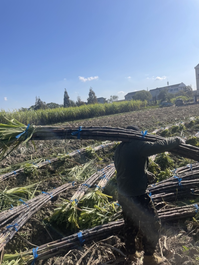 精品浙江黑皮甘蔗种植基地产地直发货量充足长期供应