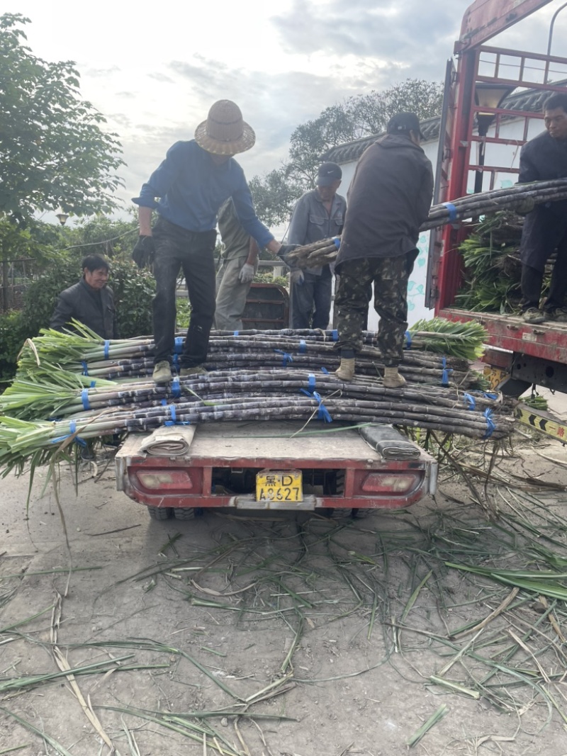 精品浙江黑皮甘蔗种植基地产地直发货量充足长期供应