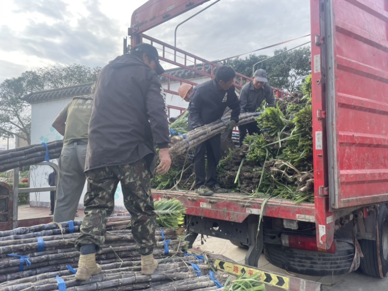 精品浙江黑皮甘蔗种植基地产地直发货量充足长期供应