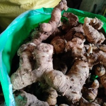 鲜黄精光头姜
