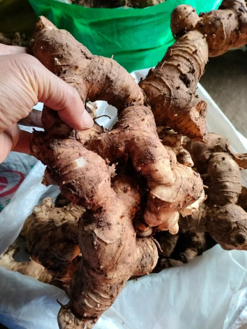 鲜黄精光头姜
