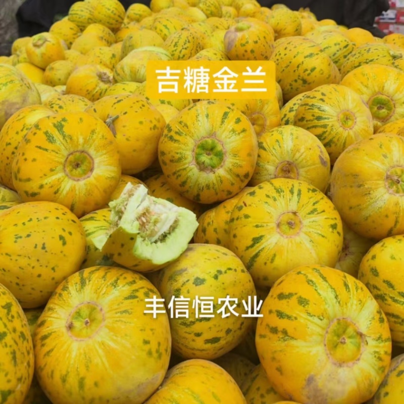 吉糖金兰露地改良版甜瓜种子高糖新品种特甜大果八里香瓜种籽