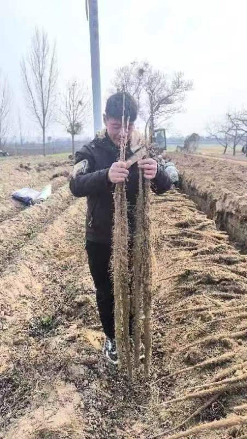 万亩基地红皮铁棍大量有货，欢迎老板联系我。