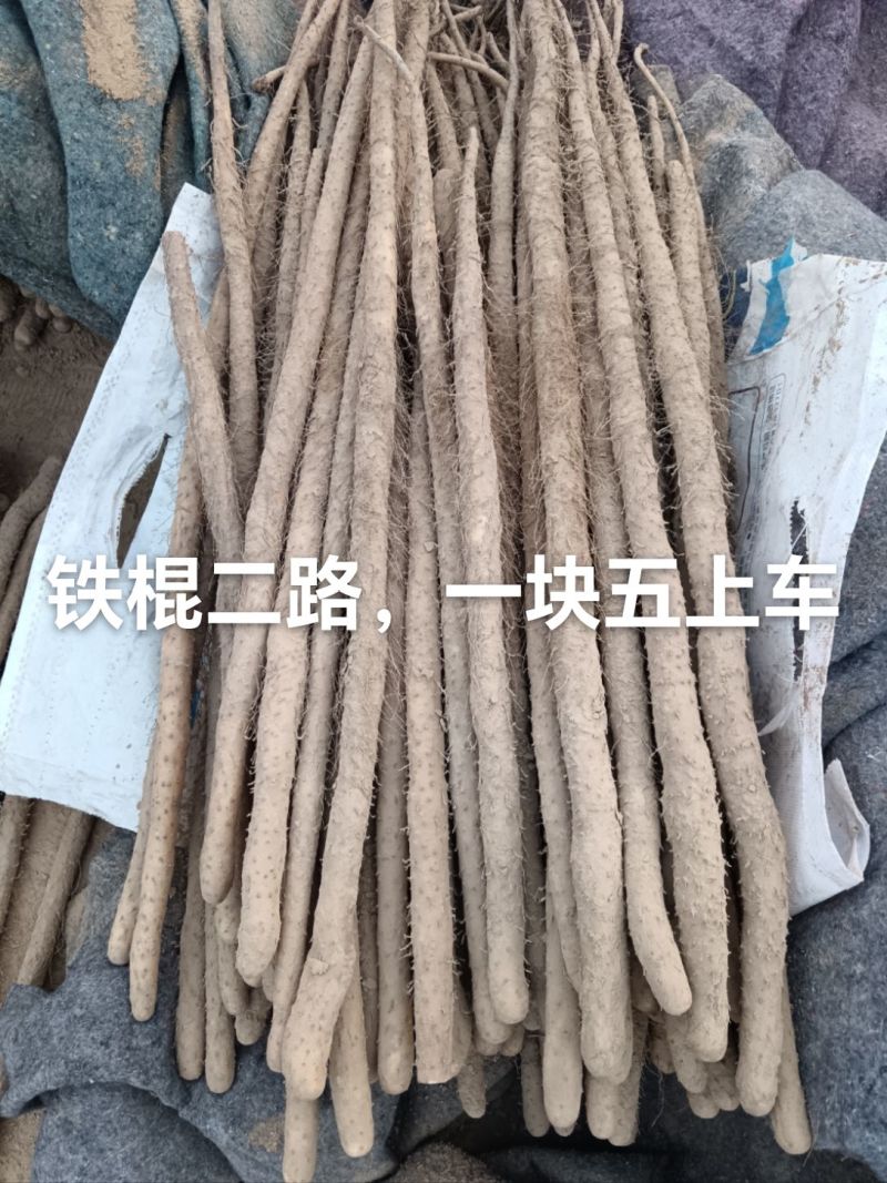 万亩基地红皮铁棍大量有货，欢迎老板联系我。