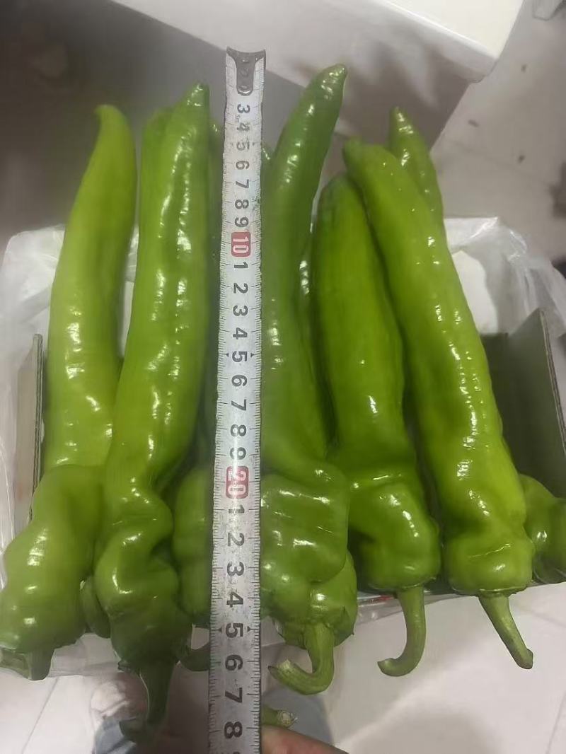 河南精品301辣椒货源充足量大从优质量保证欢迎咨询