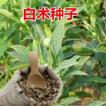 2024年白术种子包邮自家种植