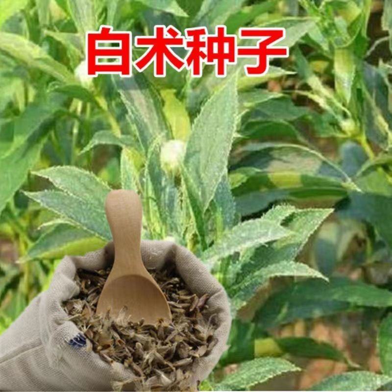 2024年白术种子包邮自家种植