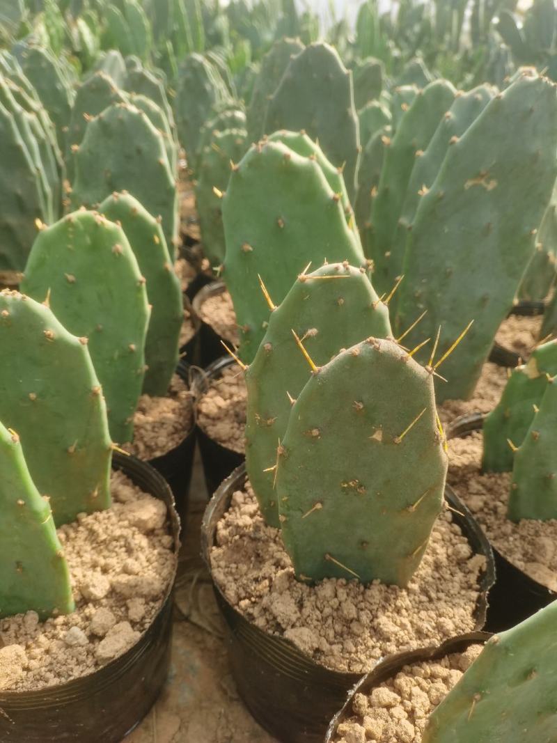 仙人掌量大质优价格优惠支持视频看货黄大刺仙人掌嫁接药用
