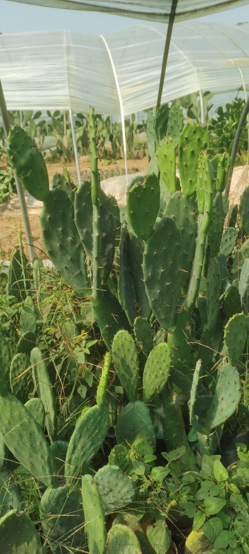 仙人掌量大质优价格优惠支持视频看货黄大刺仙人掌嫁接药用