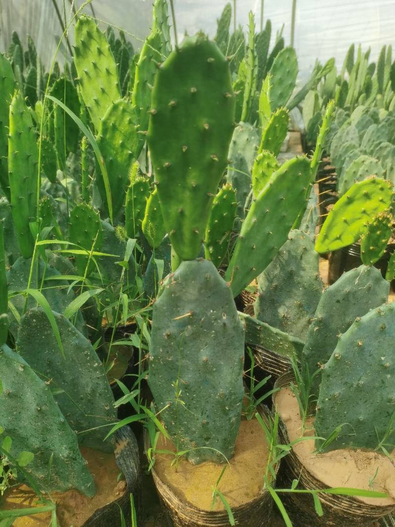 仙人掌量大质优价格优惠支持视频看货黄大刺仙人掌嫁接药用