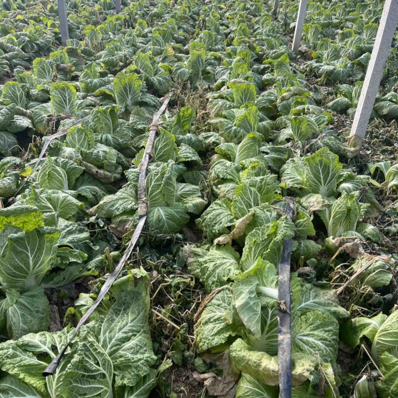 大棚白菜寒亭区