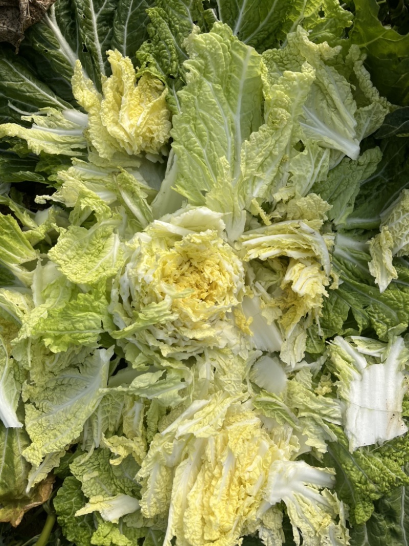 大棚白菜寒亭区
