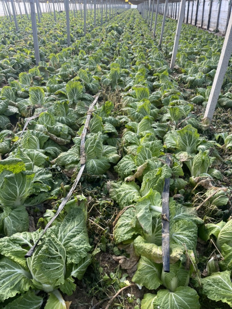 大棚白菜寒亭区