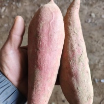 【荐】河北精品西瓜红红薯，大量供应，发往全国各大商超平台