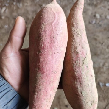 【荐】河北精品西瓜红红薯，大量供应，发往全国各大商超平台
