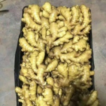 供应山东窖藏小黄姜，品质保证欢迎广大客商电话联系采购！