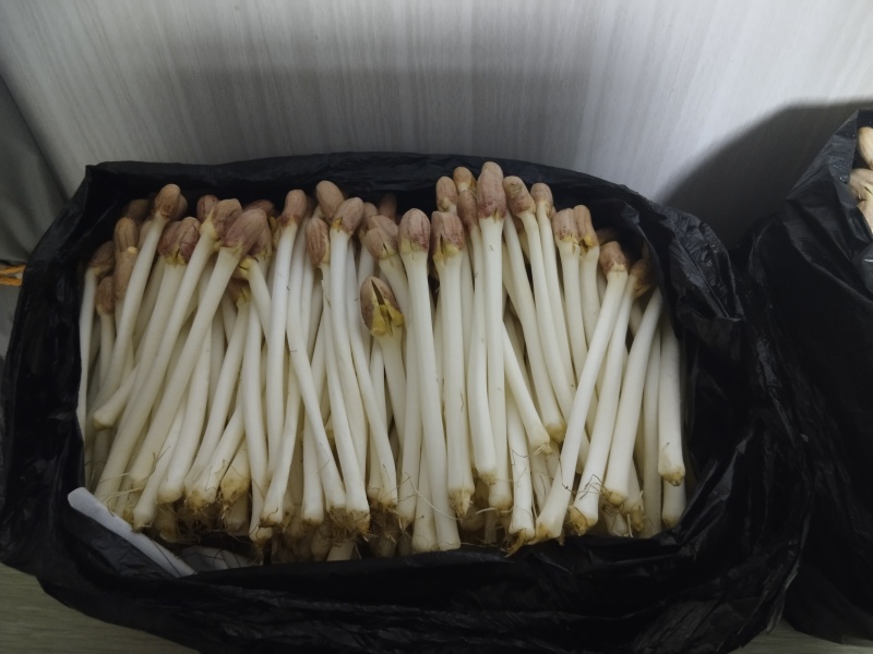 江西花生芽苗菜现货现发品质保证欢迎咨询