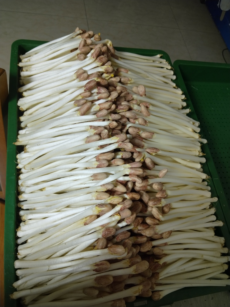 江西花生芽苗菜现货现发品质保证欢迎咨询