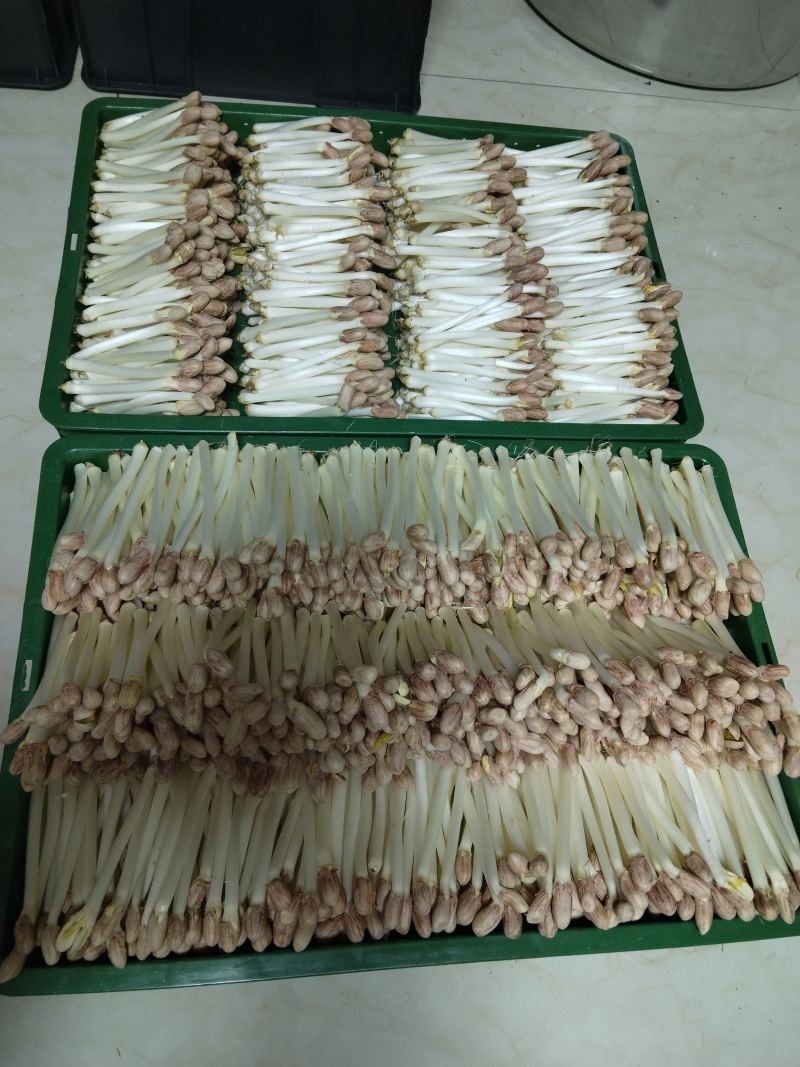 江西花生芽苗菜现货现发品质保证欢迎咨询