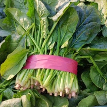 大量供应菠菜
