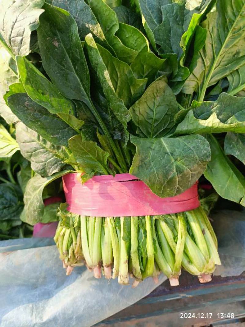 大量供应菠菜
