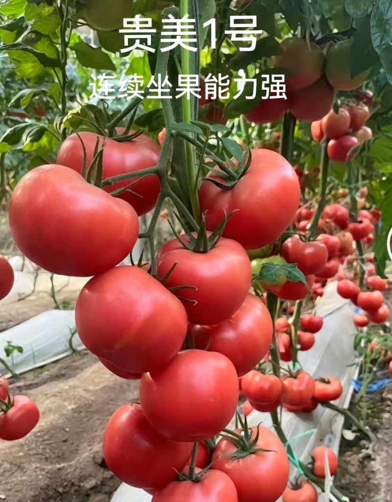 佳特大果硬粉西红柿苗早熟耐裂抗病毒强，抗死棵产量高