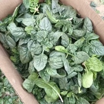 【大叶菠菜】河南菠菜颜色墨绿货量大净菜毛菜都有承接加工批发