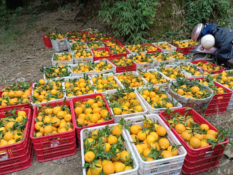 四川丑橘不知火橘子大量供应，货源充足，对接全国市场四川发