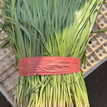推荐河北邯郸精品韭菜需要的联系量大价优