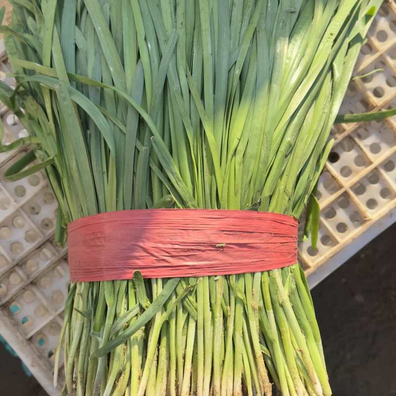 推荐河北邯郸精品韭菜需要的联系量大价优
