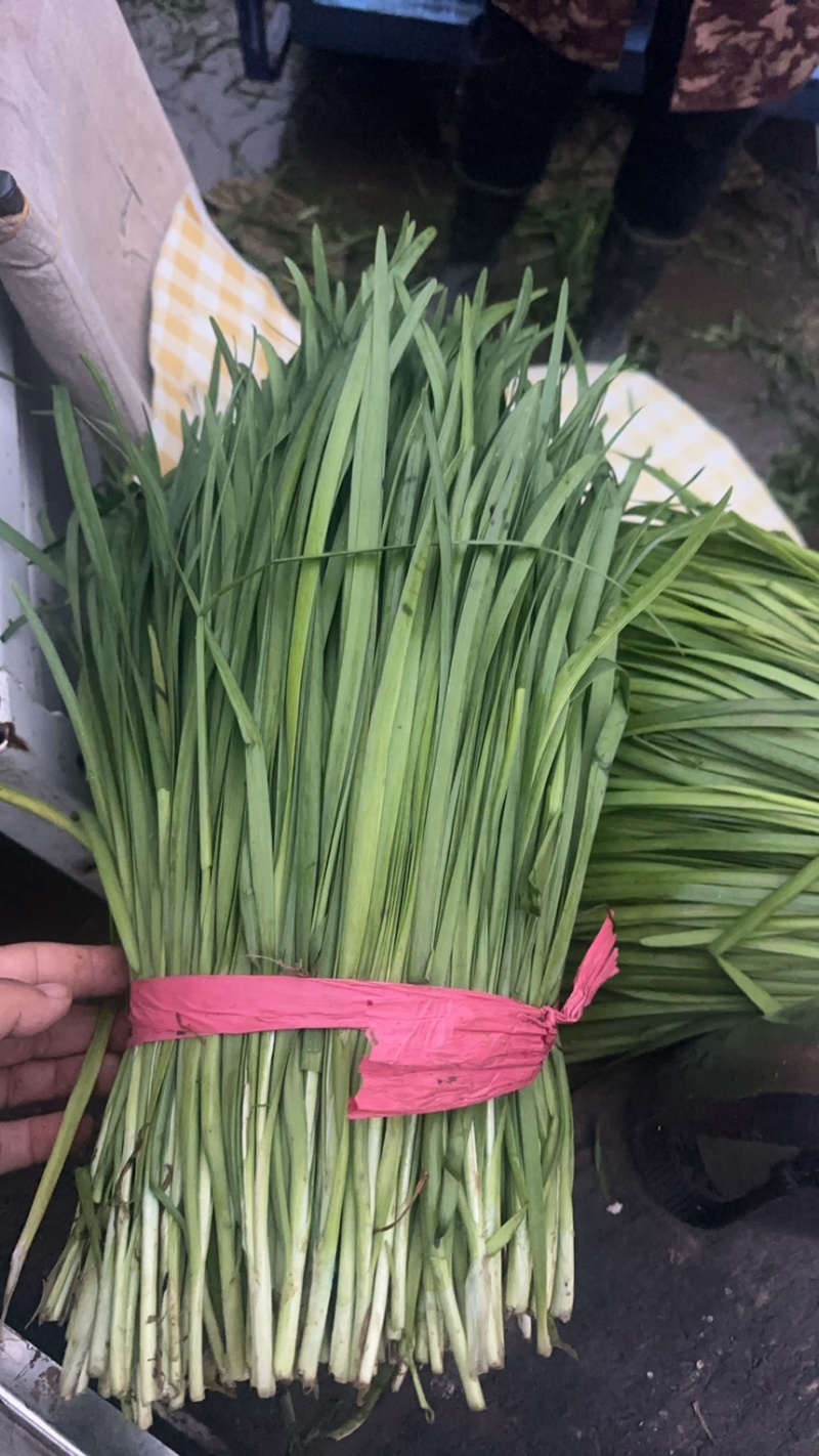推荐河北邯郸精品韭菜需要的联系量大价优