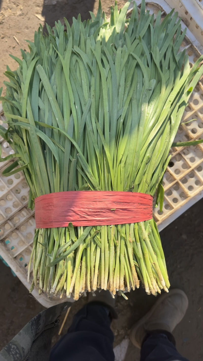 推荐河北邯郸精品韭菜需要的联系量大价优